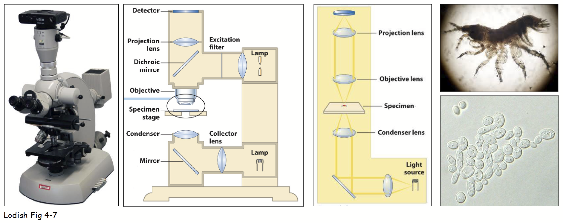 <p><strong>Main components:</strong> light source, condenser lens, stage (holding specimen), objective and ocular (projection) lenses, and “detector” (eye).</p><ul><li><p>Light diffracted by specimen; undiffracted light (e.g. field-of-view) focused by objective lens.</p></li><li><p>Image usually captured by video camera:</p><ul><li><p>More sensitive to low light intensities - living cells can be viewed with limited <u>photo (light) damage</u>.</p></li><li><p>Record image as digital file - different light intensities converted into 2D array of numbers (quantified).</p></li></ul></li><li><p>Easily <u>manipulate</u> digital images using various computer software programs:</p><ul><li><p>e.g. <strong>deconvolution</strong> - designed to remove background and out-of-focus light (yields high contrast and clarity).</p></li></ul></li></ul><p></p>