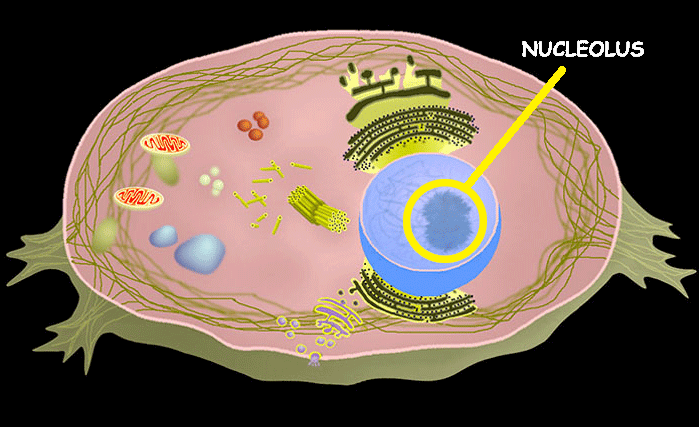 <p>Nucleolus</p>