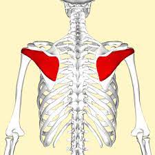 <p>the region around what is know as the shoulder blade</p>