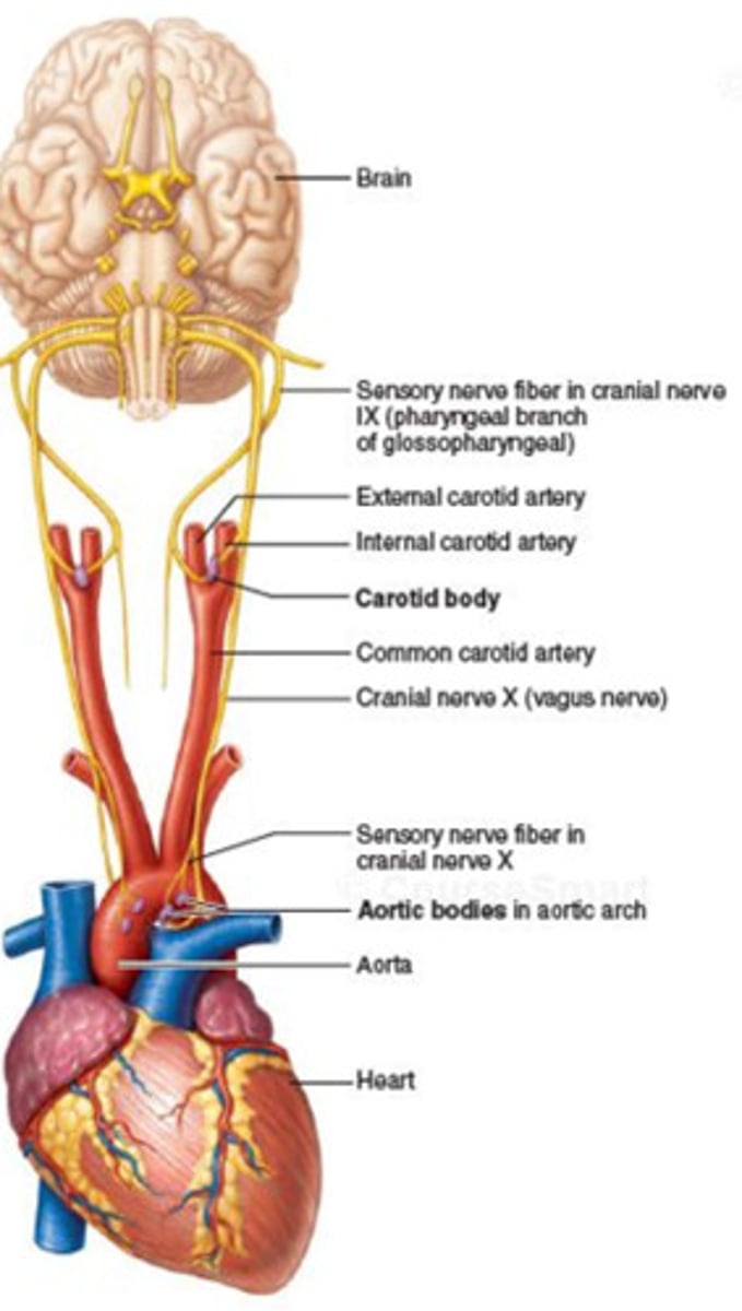 <p>-detect chemical changes in body</p><p>-2 Types: Central (brain) and Peripheral (aortic and carotid bodies)</p>