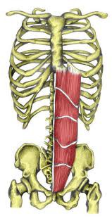 <p>Xiphoid process and ribs 5-7 (costal cartilage)</p>