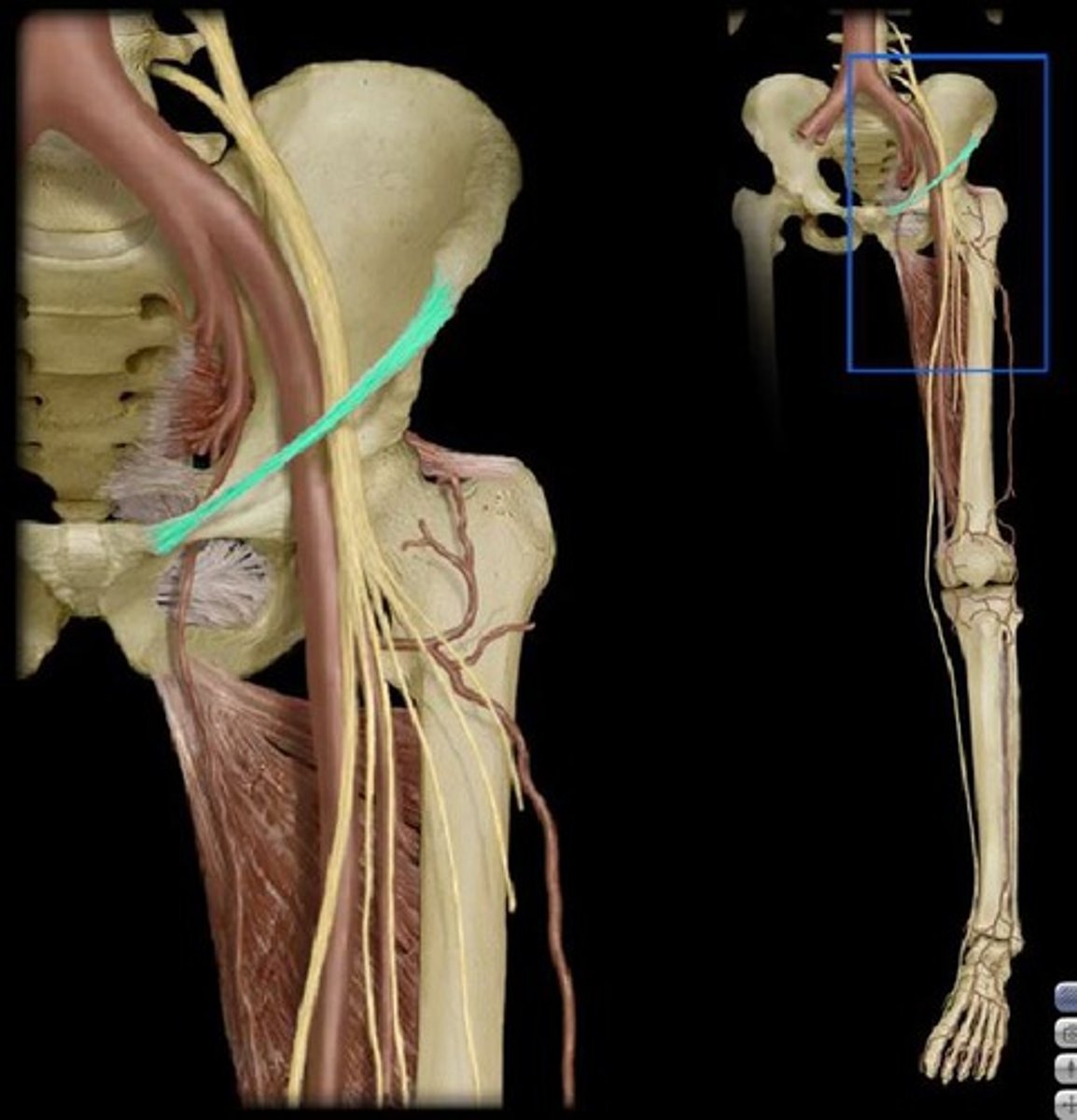 <p>anterior superior iliac spine to pubis (tubercle). superior border to the femoral triangle: a transition zone containing femoral artery, nerve, and vein. Protects these structures passing over the hip joint.</p>