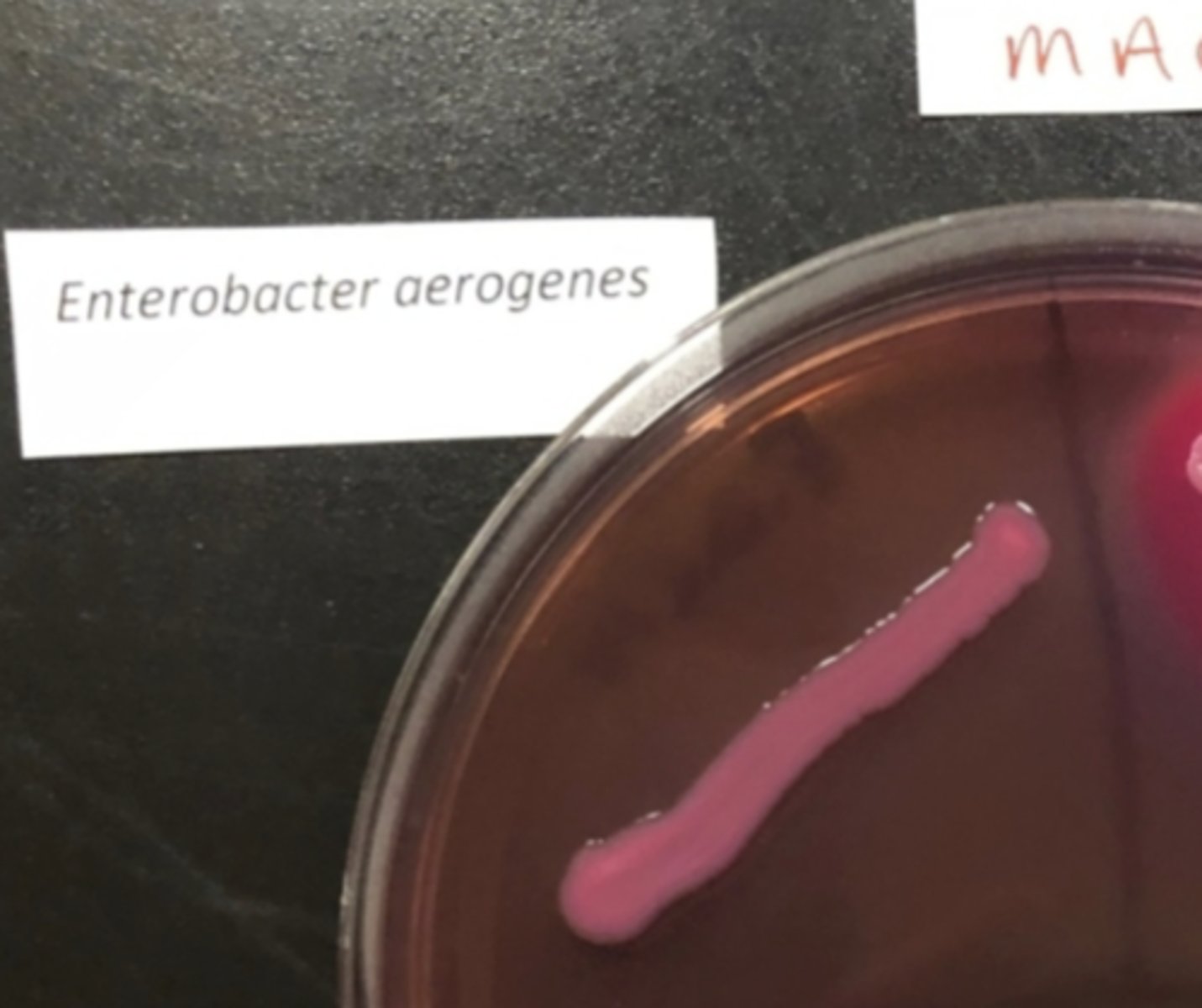 <p>Not inhibited by CV/Bile + lactose fermentation</p><p>gram (-)</p><p>possible coliform</p>