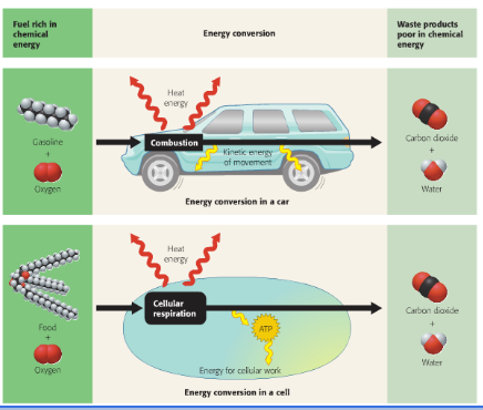 <p><span><strong>How is combustion in a car similar to cellular respiration? Use the diagrams to explain.</strong></span></p>