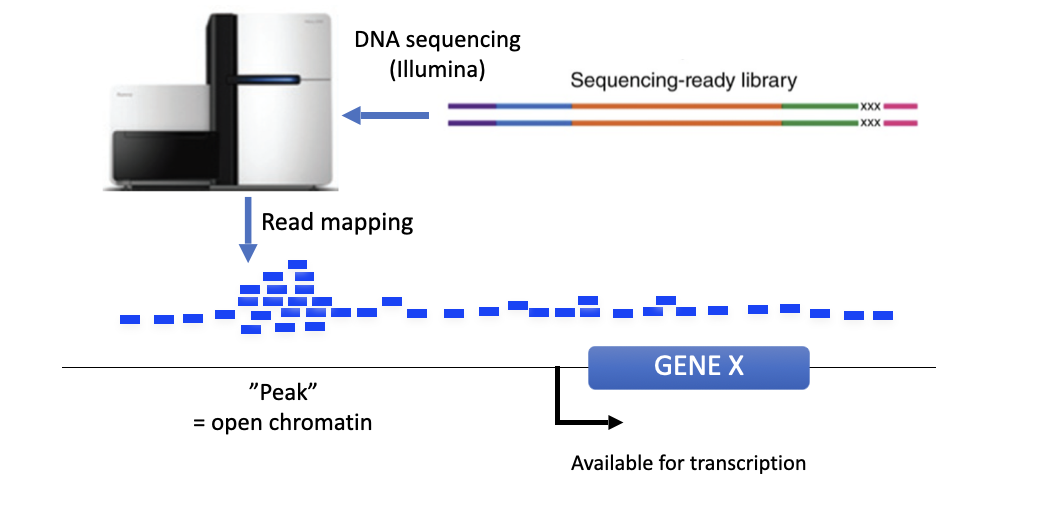 <p>open chromatin</p>