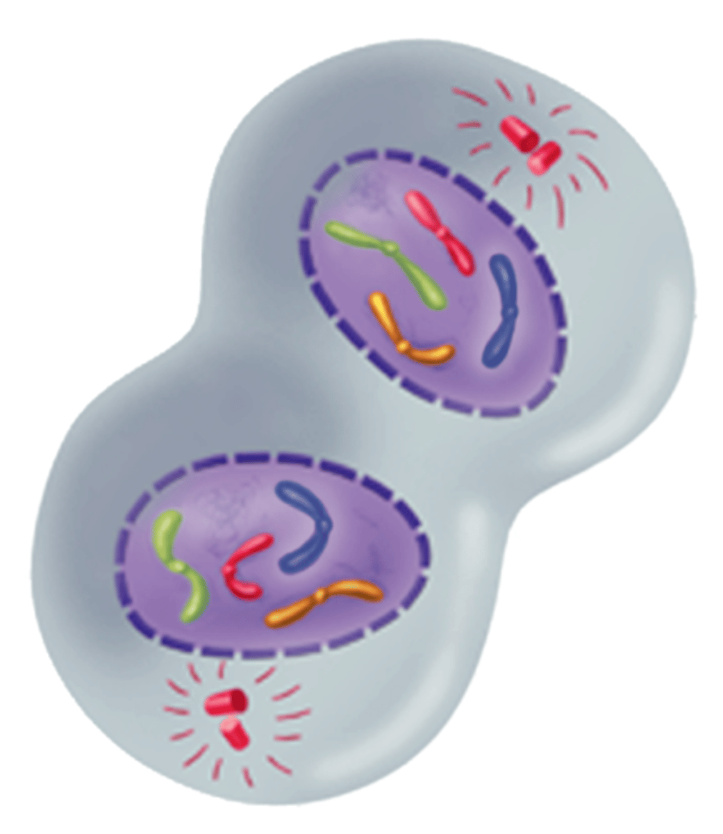 <p>The fourth and final phase of mitosis; chromosomes gather at opposite ends of the cell and lose their distinct shape; a new nuclear envelope forms around each cluster of chromosomes; cleavage furrow starts to form in animal cells and cell plate starts to form in plant cells; centrosomes disappear</p>