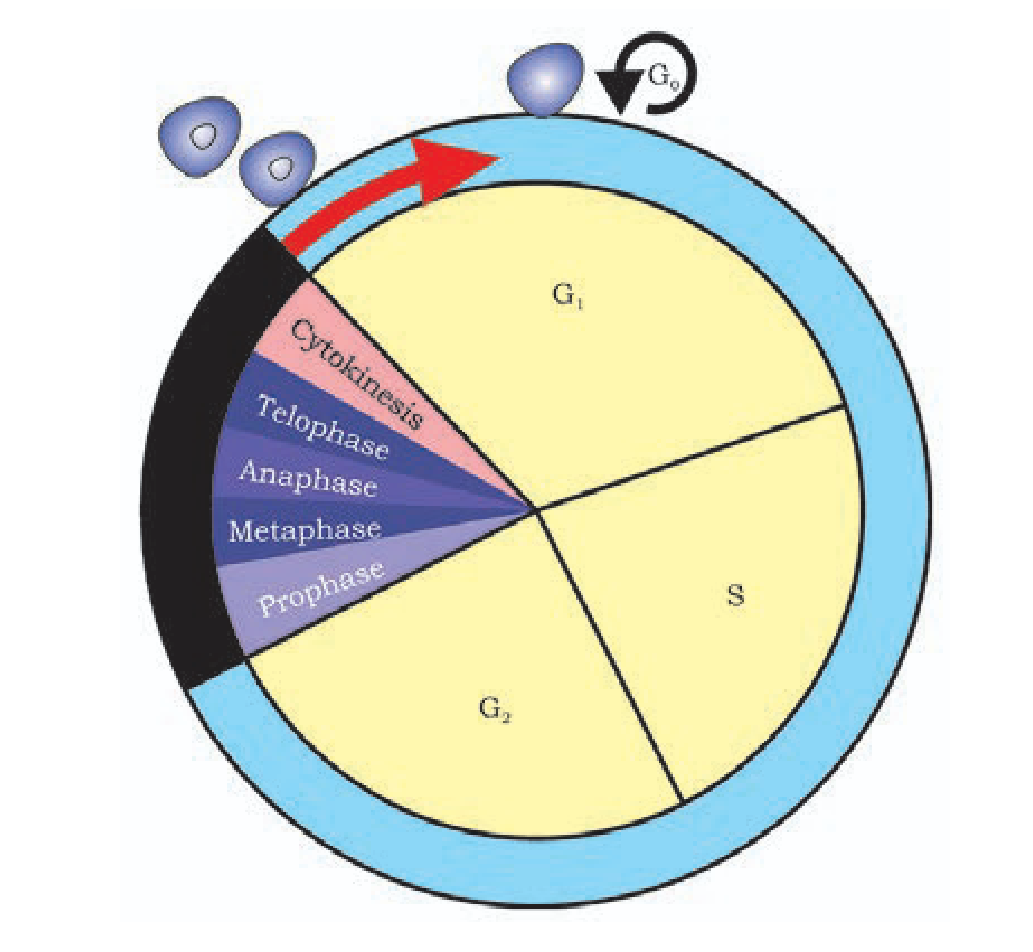 <p>What is the black phase called?</p>