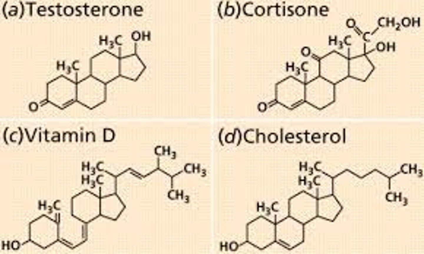 <p>lipids characterized by a carbon skeleton of 4 fused rings</p>