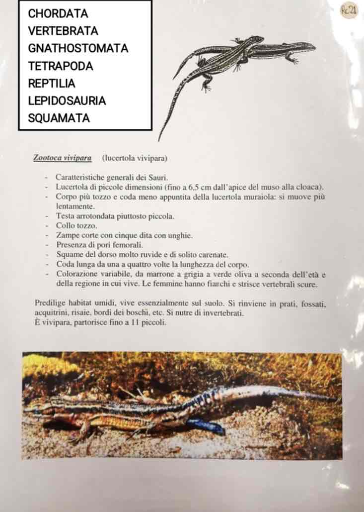 <p>Cordati</p><p>Vertebrati</p><p>Gnatostomi</p><p>Tetrapodi</p><p>Rettili</p><p>Lepidosauri</p><p>Squamata</p><p>Zootoca vivparia (lucertola vivipara)</p>