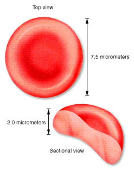 <p>shape of red blood cell</p>