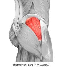 <p>buttocks; deep </p>