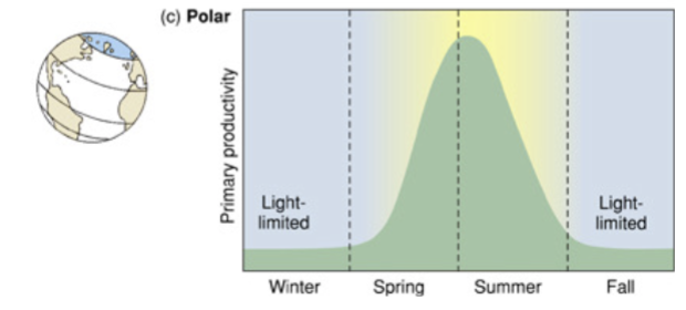 <p>no light in winter → no photosynthesis. nutrients build up and then during the summer all the nutrients get used up</p>