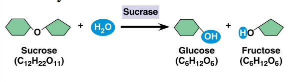 <p>Enzymes Accelerate Reactions</p><ul><li><p>Reaction goes to completion in ________</p></li></ul><p></p>