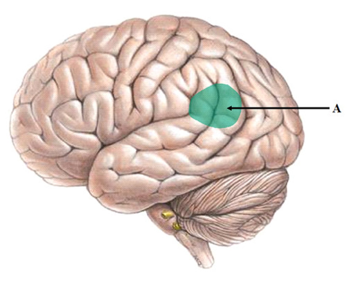 <p>brain area involved in language comprehension; usually in left temporal lobe</p>