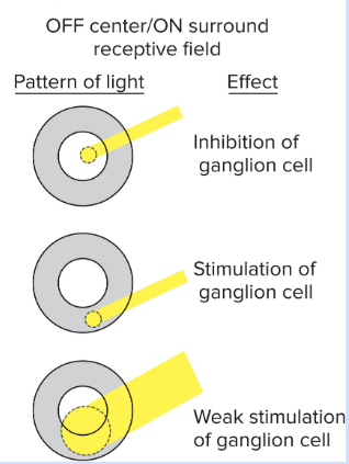 <p>Off-Center/On-Surround Ganglion Cells</p>