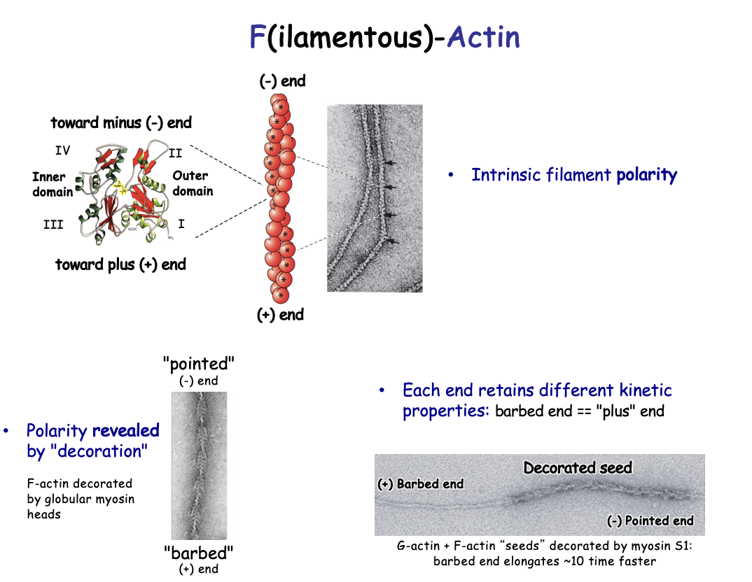 <p><strong>Filament (F) actin</strong></p><ul><li><p>Flexible </p></li><li><p>7nm diameter</p></li><li><p>double helix</p></li><li><p>non covalent bonds→ strong</p></li><li><p><strong>Same orientation/polarity→</strong>subunits pointed in the same direction</p></li></ul><p></p>