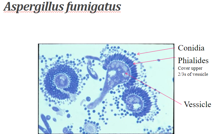 <p>can grow on SBA</p><p>blue-green, white edges</p><p>upper 2/3 of vesicle is covered w UNISERIATE phialides</p>