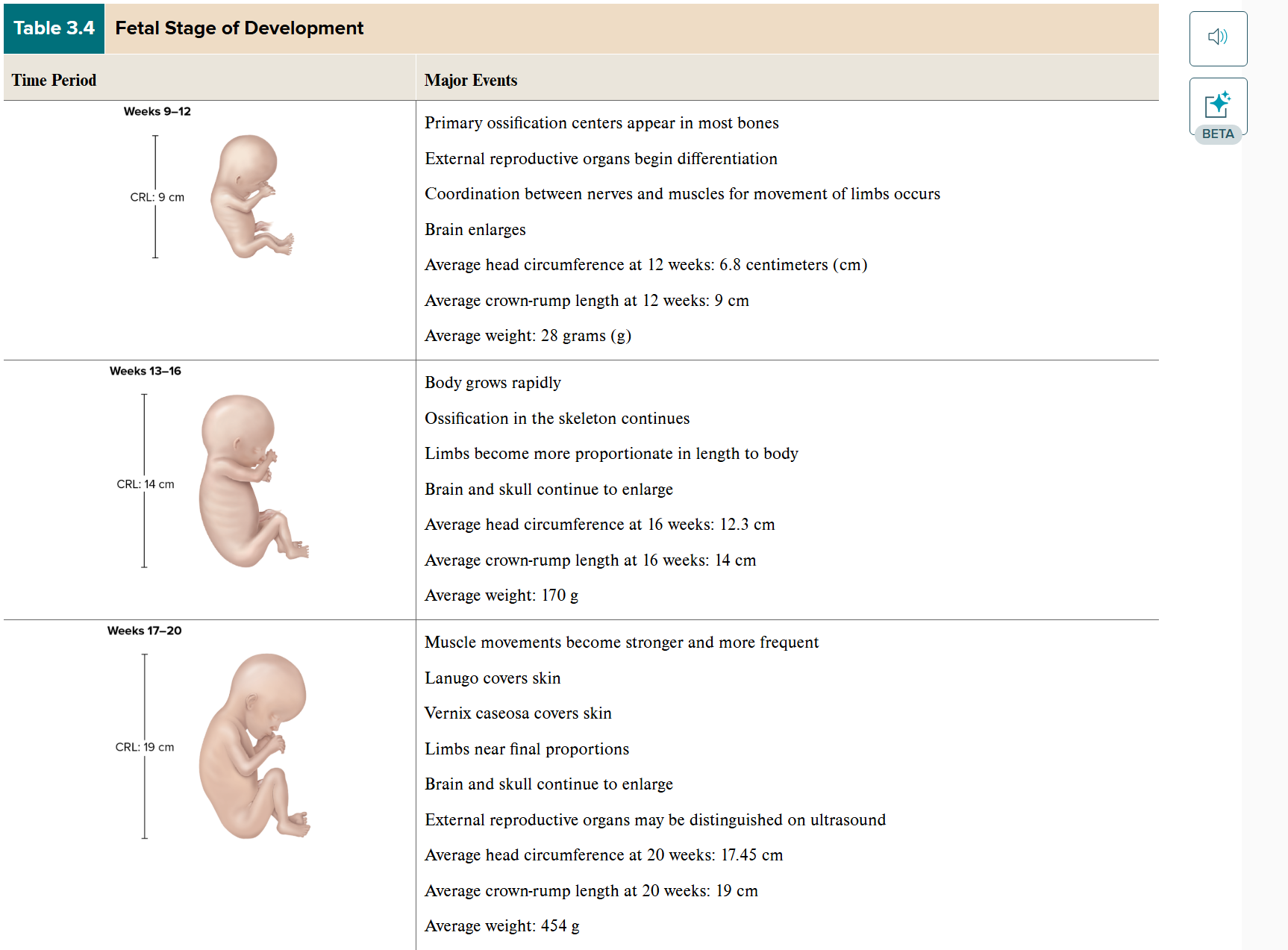 <p>Fetal Stage Development 1.0</p>
