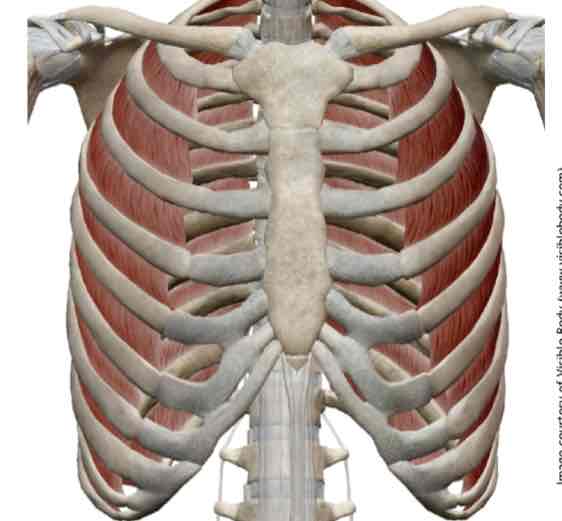 <p style="text-align: center"><span>elevate the rib cage and are very important in supporting speech breathing.</span></p>