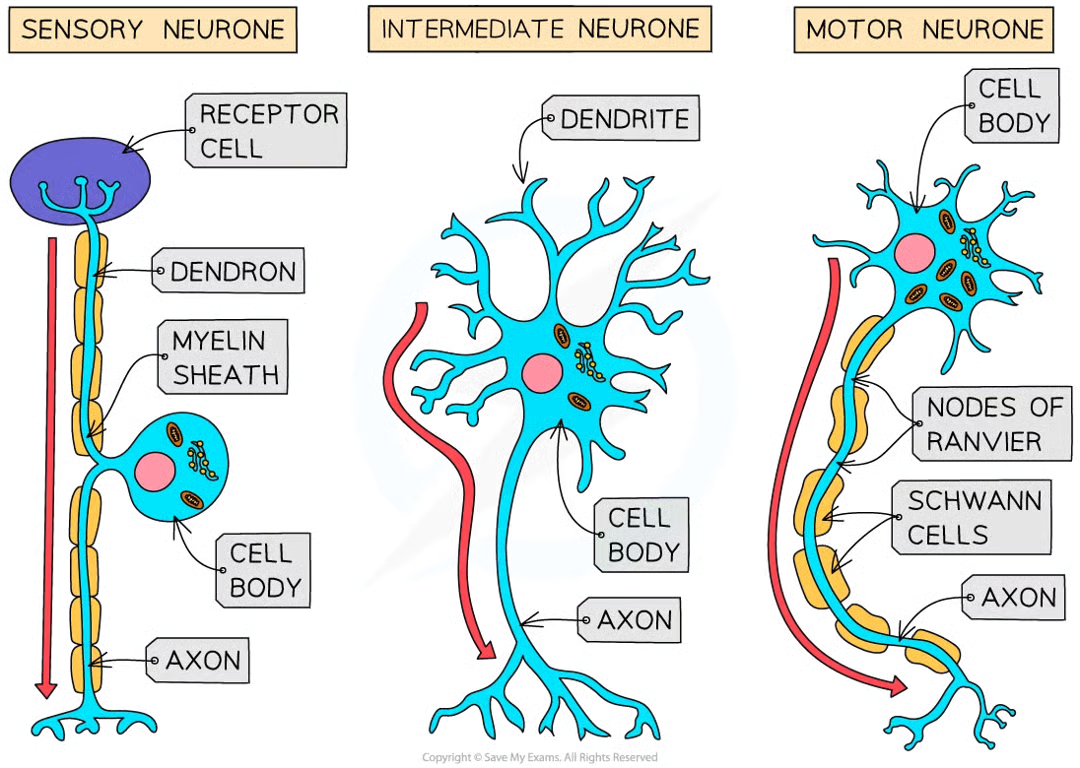 <p>sensory, relay, motor</p>
