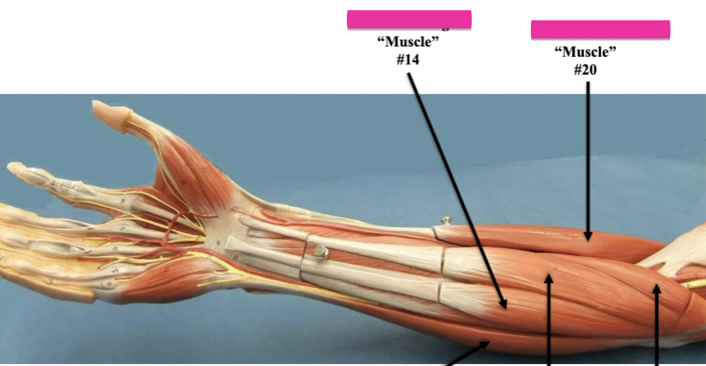 <p>Label muscle #14 </p>