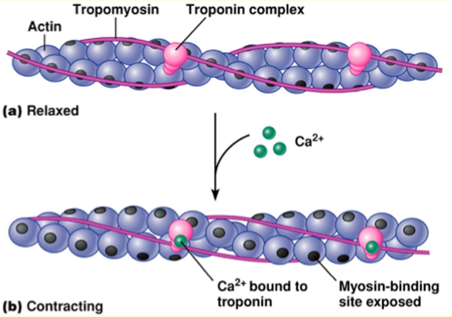 <p>one of the myofibrils is responsive to calcium</p><p>Trponin i attaches to actin</p><p>Troponin t attaches to myosin</p><p>*TnC (triponin C) - Ca2+ (moves tropomyosin to) allows myosin to bind to actin</p>