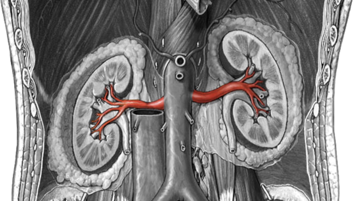 <p>Which arteries:</p><ul><li><p>Inside the kidneys</p></li></ul><p></p>