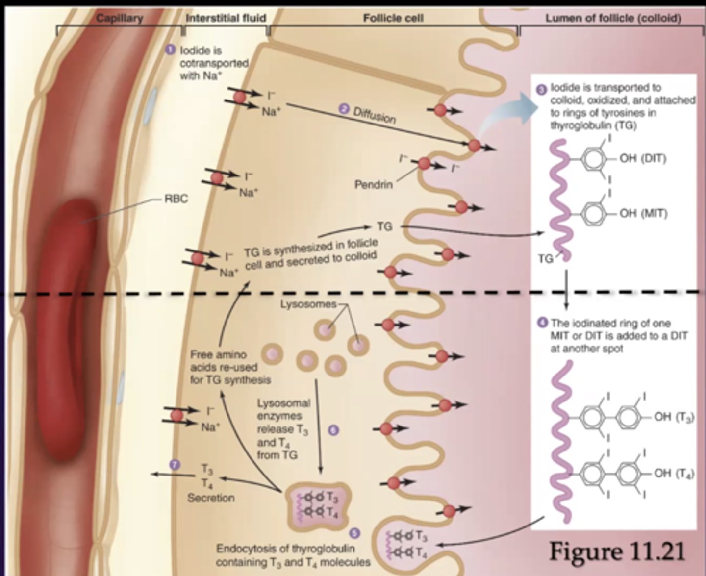 knowt flashcard image