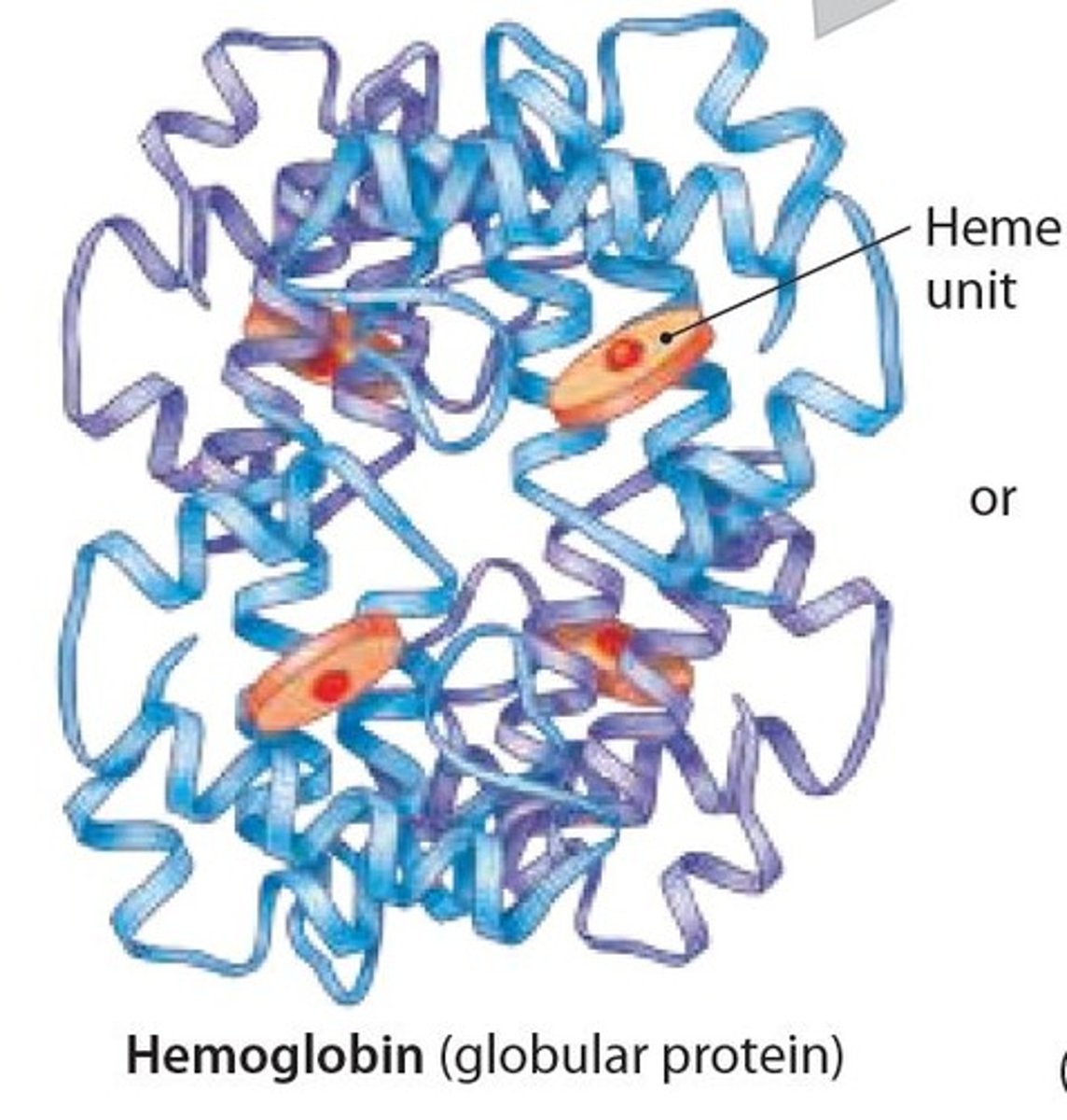 <p>Contains 4 polypeptide subunits (4 Heme units) that form a globular protein</p><p>– found within red blood cells, where it binds and transports oxygen.</p>