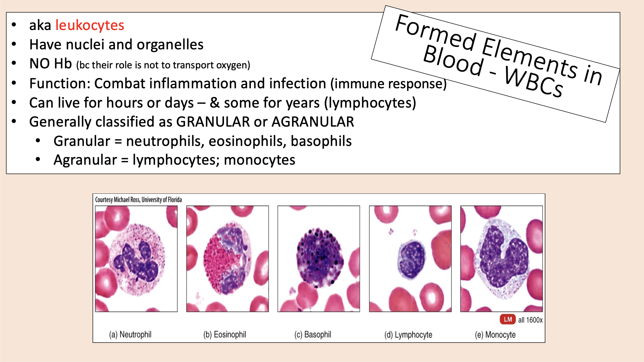 <p><span>• Neutrophils.</span></p><p><span>• Eosinophils.</span></p><p><span>• Basophils.</span></p>