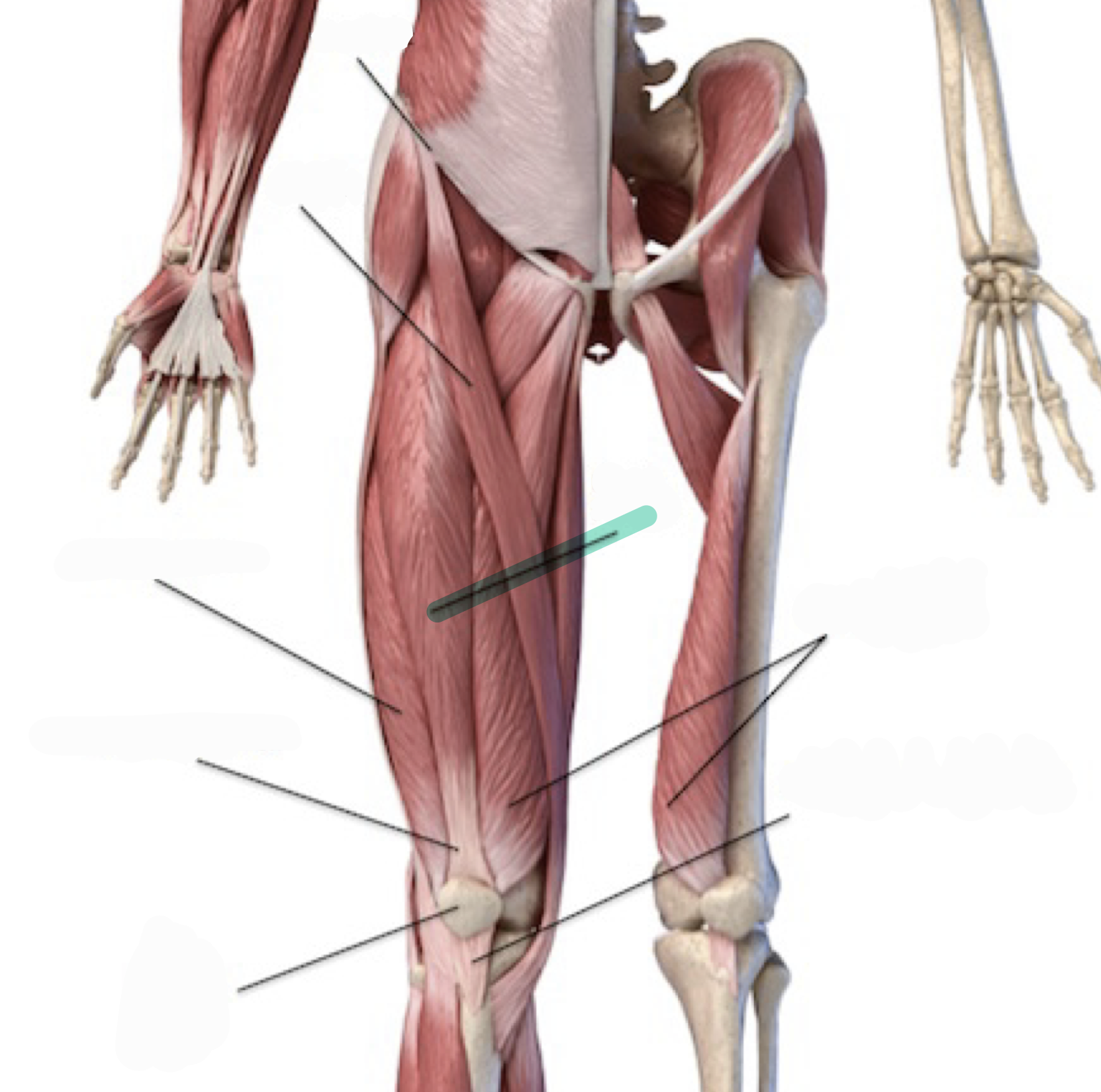 <p>Flexes hip (femur); extends knee</p>