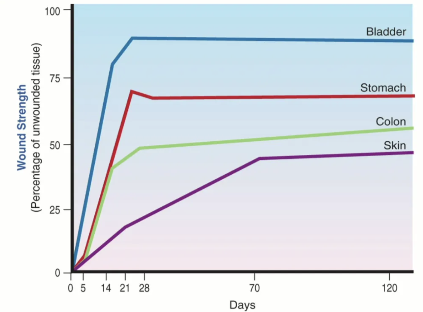 <p>Weaker than original tissue with gradual gain over time (never as strong as original tissue)</p><ul><li><p>20% at 3 weeks</p></li><li><p>50% by 3 months</p></li><li><p>70 - 80% at end of maturation</p></li></ul><p></p>