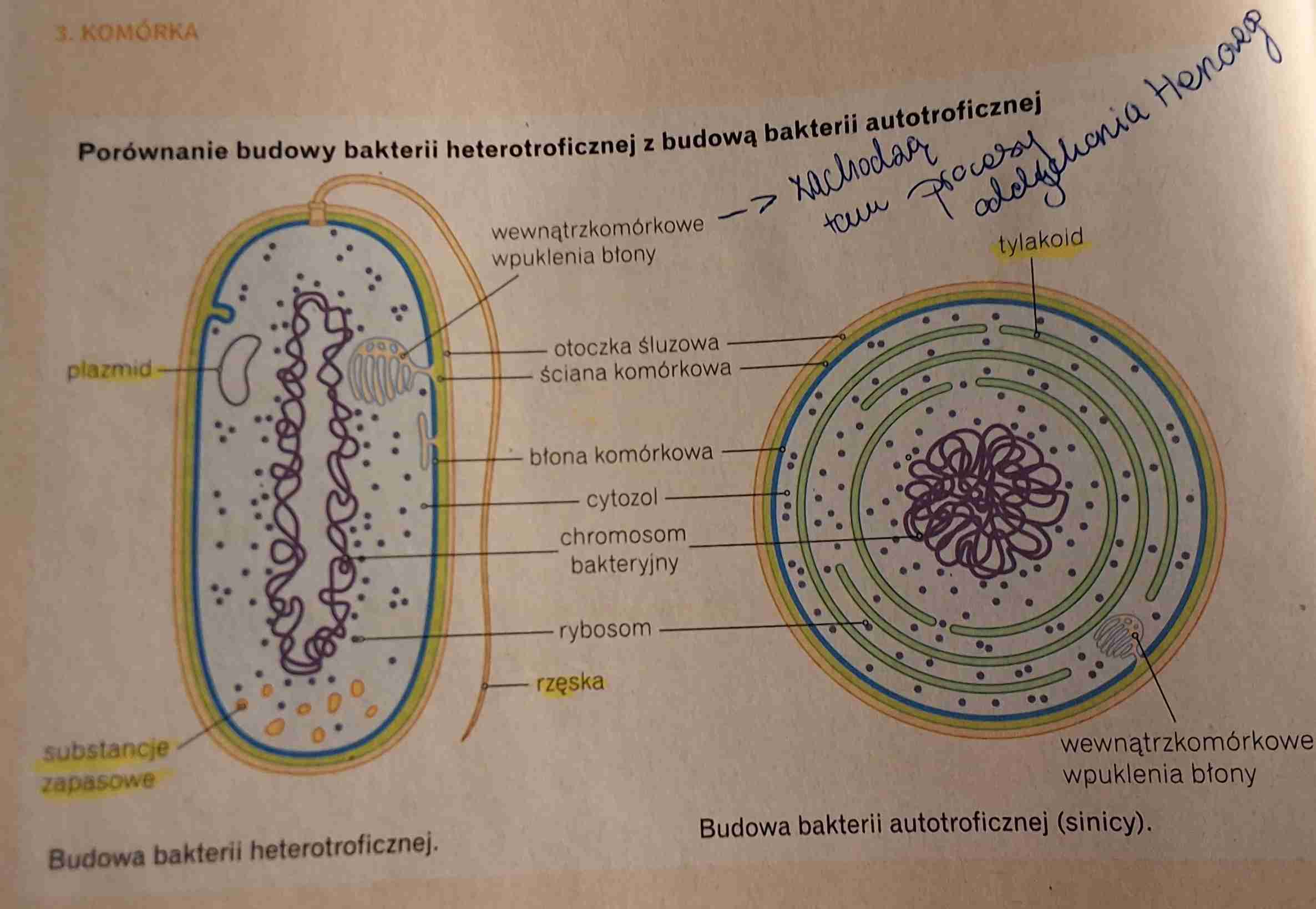 <p>Komórki prokariotyczne opis </p>
