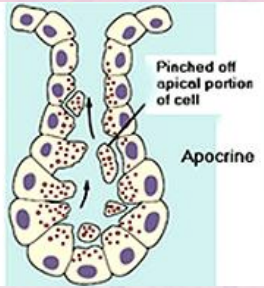 <p>sweat released from more personal areas (armpit and groin) </p>