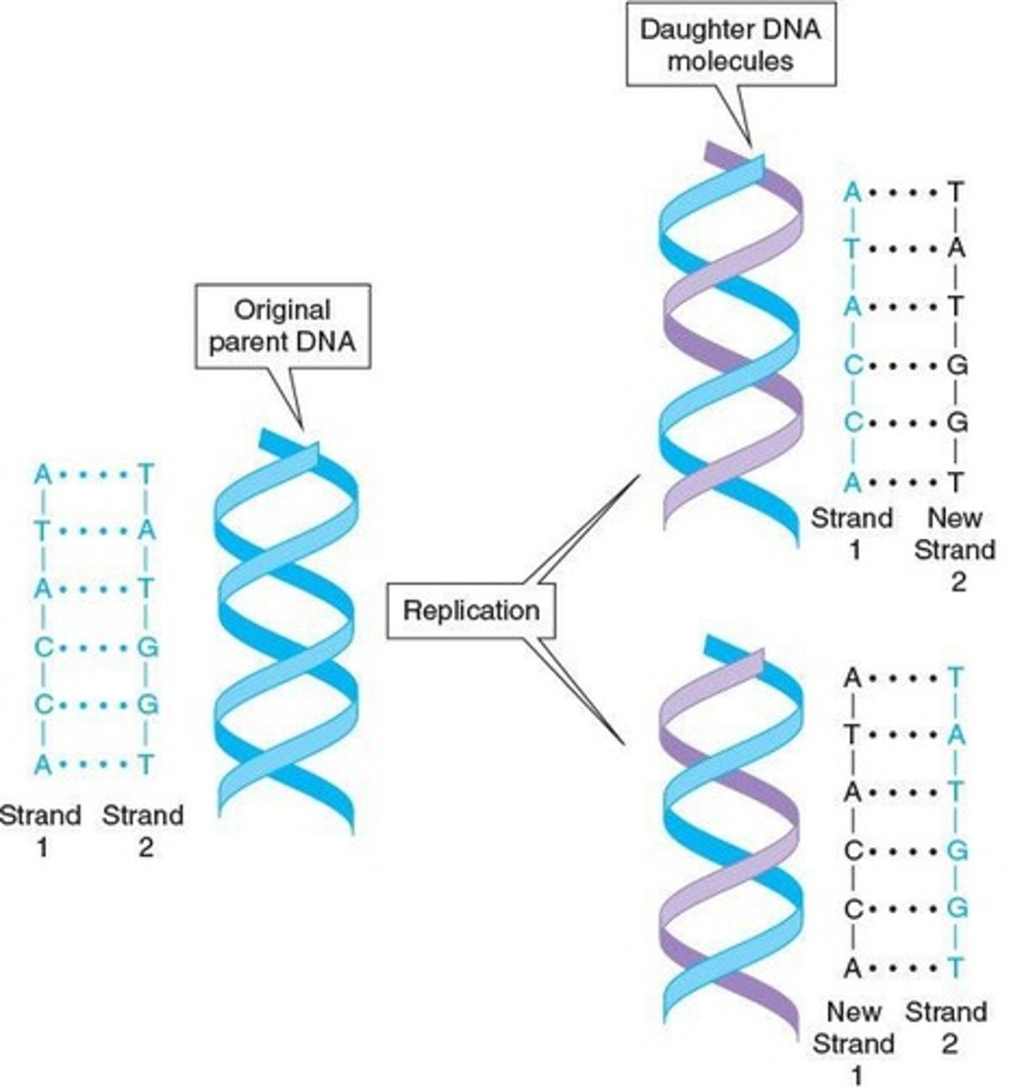 <p>Process producing an exact copy of DNA molecule.</p>
