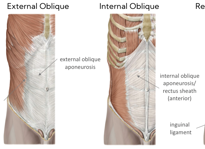 * broad fascial layer 
* Internal splits to form sheath of Posterior and Anterior 