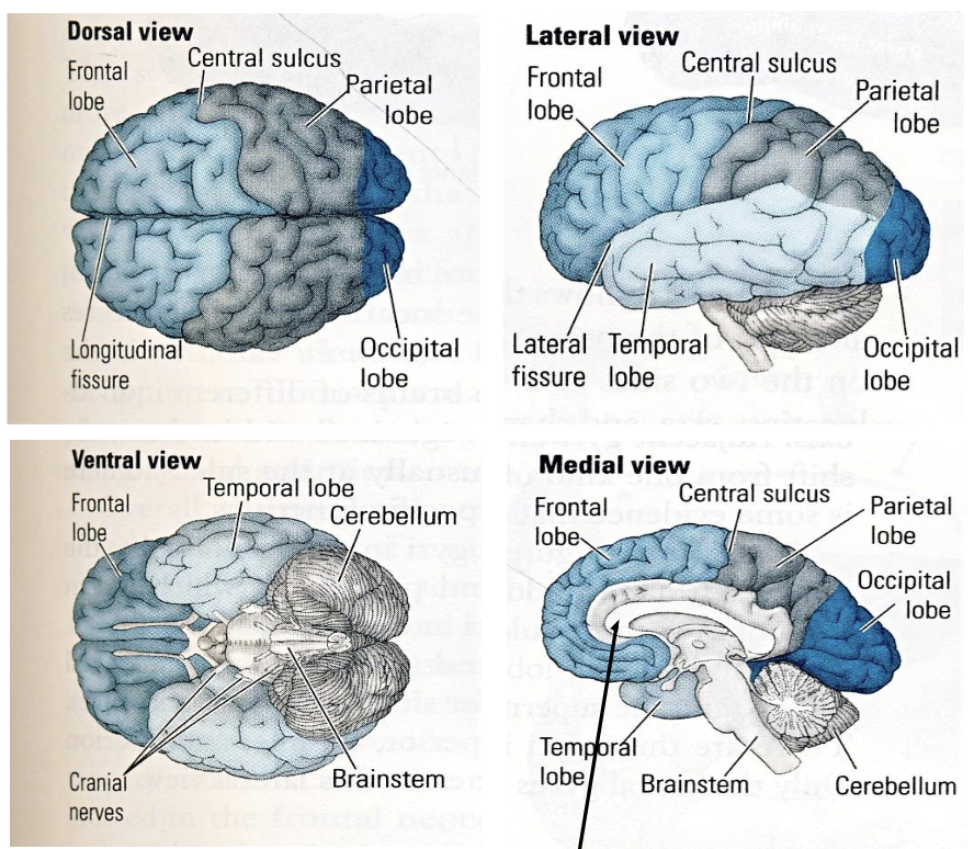<ul><li><p><strong>Frontal</strong> → controls movement</p></li><li><p><strong>Parietal</strong> → process tactile info (touch)</p></li><li><p><strong>Occipital</strong> → process visual info (vision)</p></li><li><p><strong>Temporal</strong> → process auditory info (hearing)</p><p></p></li><li><p><strong>Lateral fissure </strong>→ junction between frontal, parietal, and temporal lobe that processes taste and smell</p><ul><li><p><strong>Insular cortex </strong>→ processes gustatory info (taste)</p></li><li><p><strong>Piriform cortex</strong> → processes olfactory info (smell)</p><p></p></li></ul></li></ul><p></p>