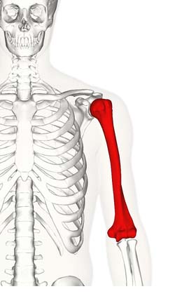 upper arm proximal end participates in shoulder joint
distal end forms the proximal side of the elbow joint