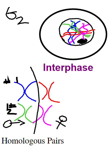 Interphase (Meiosis)