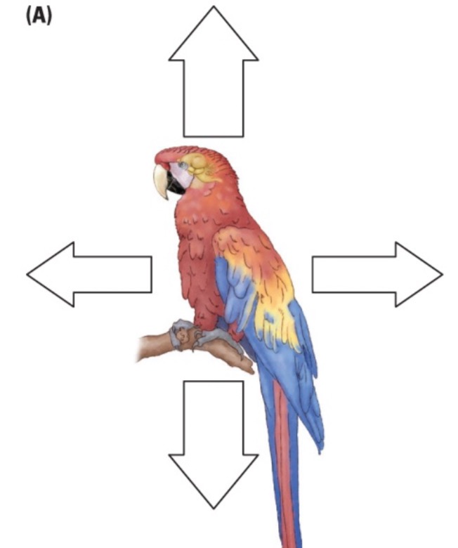 <p>The anatomical locations with respect to other body parts:</p>