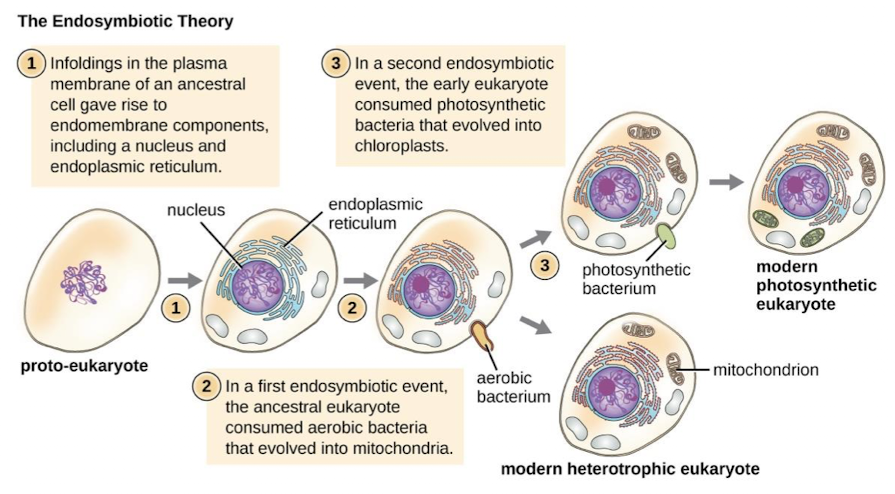 <ol><li><p>Infoldings in the plasma membrane gave rise to end-membrane components, including a nucleus and endoplasmic reticulum</p></li><li><p>In a first endosymbiotic event, the ancestral eukaryote consumed aerobic bacteria that evolved into mitochondria</p></li><li><p>In a second endosymbiotic event, the early eukaryote consumed photosynthetic bacteria that evolved into chloroplasts</p></li></ol><p></p>