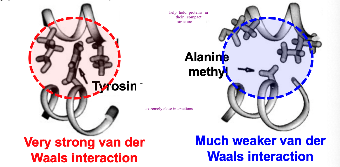 water interferes with van der Waals but within protein’s dehydrated interior, numerous van der Waals interactions contribute to protein stability

help hold proteins in their compact shape