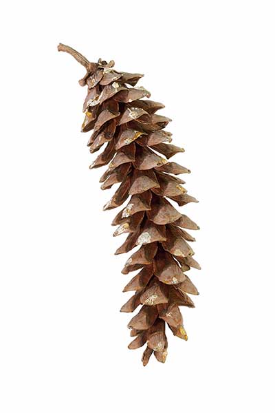<p>Pinus strobus</p>