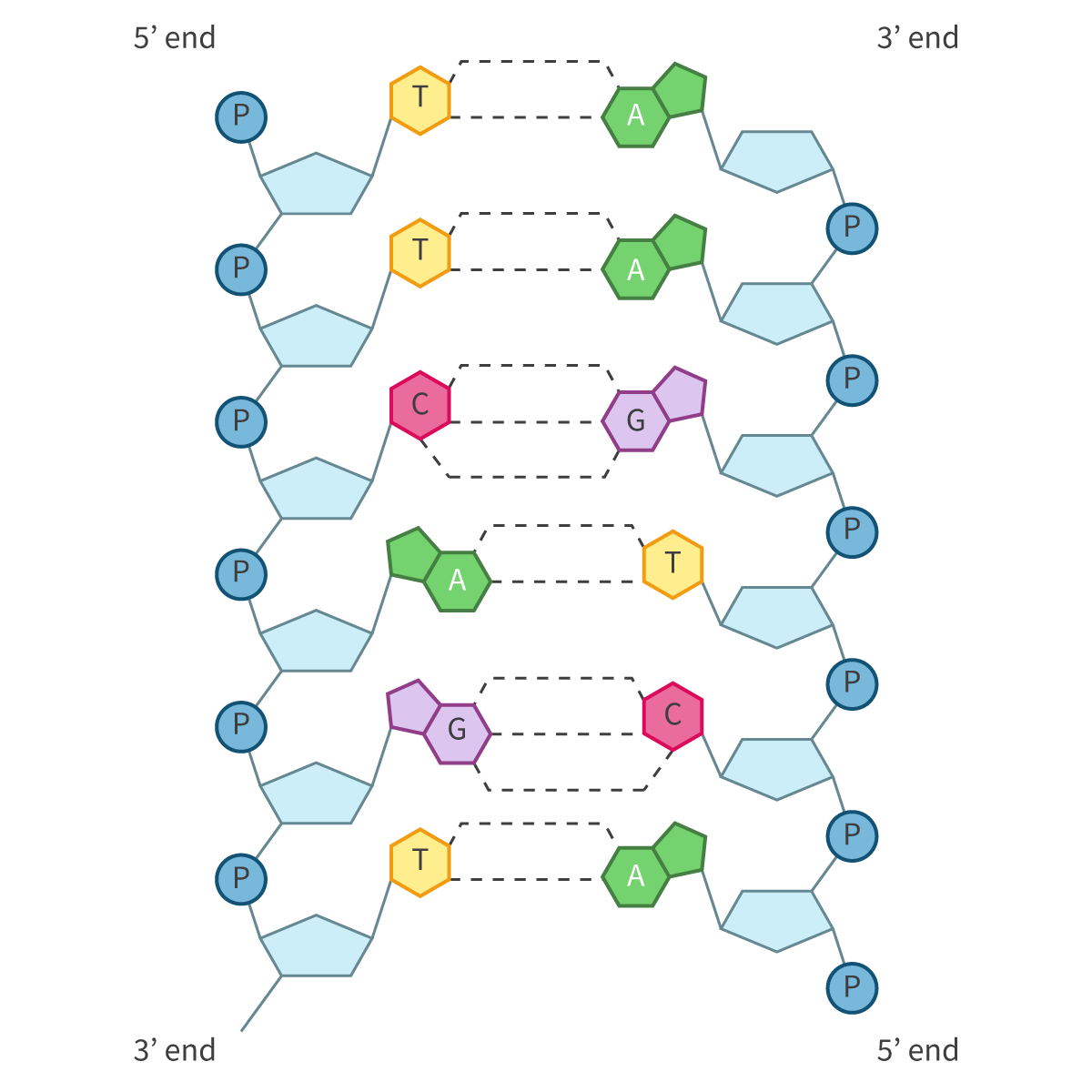 <p>Deoxyribonucleic Acid</p>