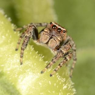 <p>-spiders, scorpions, psuedoscorpions, daddy longlegs,ticks, mites, etc</p><p>-95,851 spp.</p><p>-chelicerae→fangs in spiders</p><p>-pedipalps→spermatophore transfer in males and pincers in scorpions and pseudoscorpions</p><p>-4 pairs of legs </p><p>-<strong>pedicel</strong>: cephalothorax/abdomen constriction in spiders→absent in daddy longlegs</p><p>-<strong>capitulum</strong>: projecting head of ticks and mites</p>