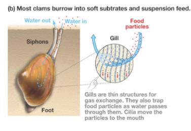 <p>phylum molluska, clams, oysters, two shells hinged, suspension and filter feeders, sexual external fertilization</p>