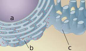 <p>What is this Organelle (b)?</p>