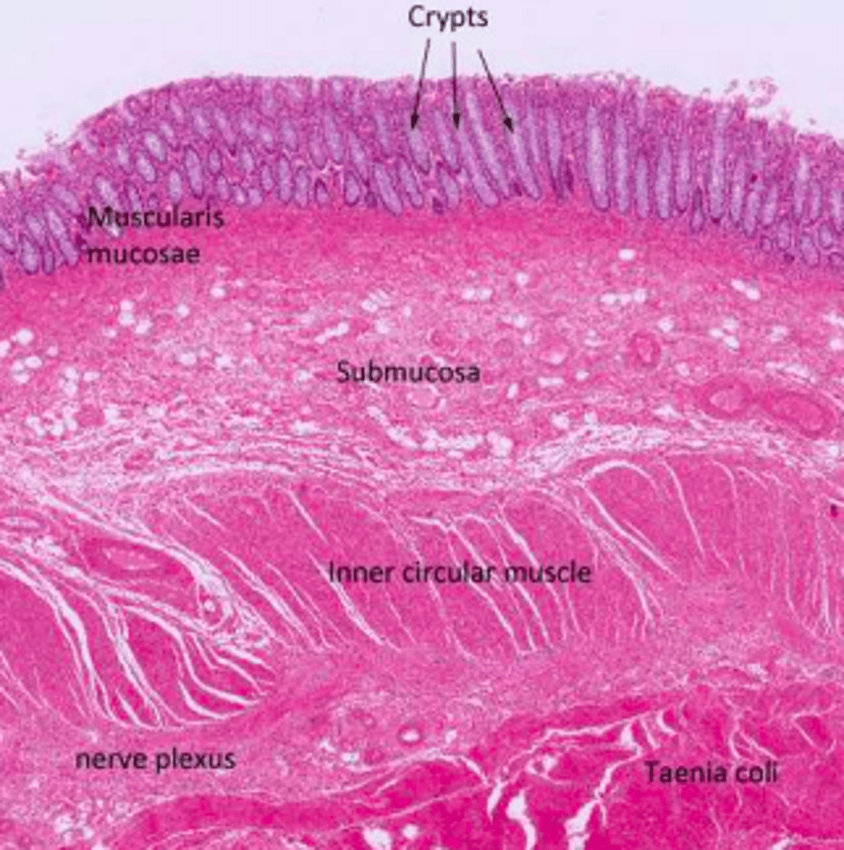 <p>Taeniae coli</p>