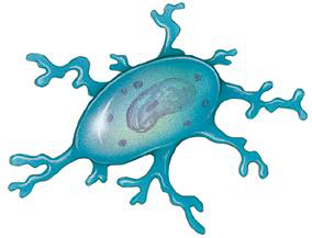<p>What is the function of Microglia?</p>