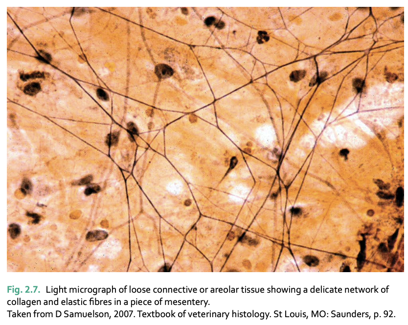 <p>areolar tissue</p>